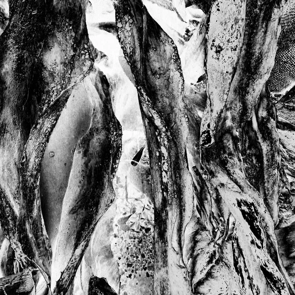 agave