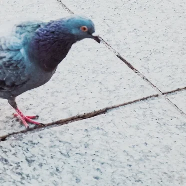 Pigeon