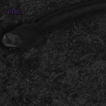 Grimm Blind Dwellers?