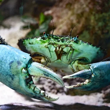 I Make No Sublimation Claims as I Drag Royal Sweeteners and Cocky Rhinos to a Gunpoint Millpond Pit, Where Obligational Figs Meet the Cosmic Spider, You're Its Lyncher and Pigskin