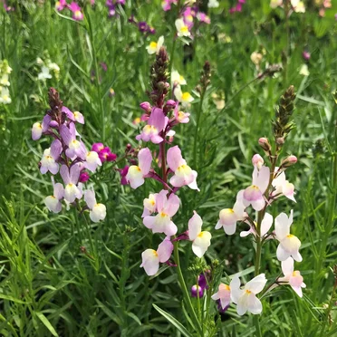 Fairy Bouquet