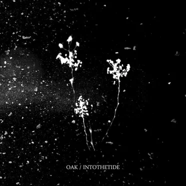 Oak / Into the Tide