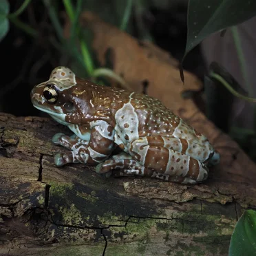 Trachycephalus resinifictrix