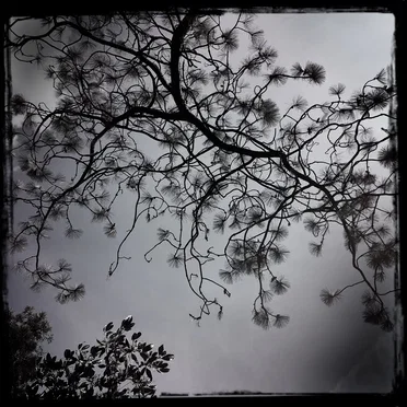 Treasure of Stars (Streams of Consciousness)