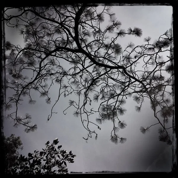 Treasure of Stars (Streams of Consciousness)