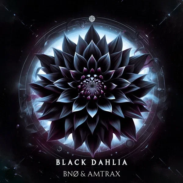 Black Dahlia