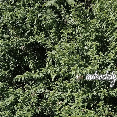 melancholy by Gooey - album cover
