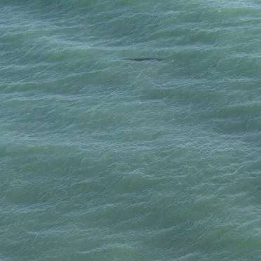 Floating in the Ocean