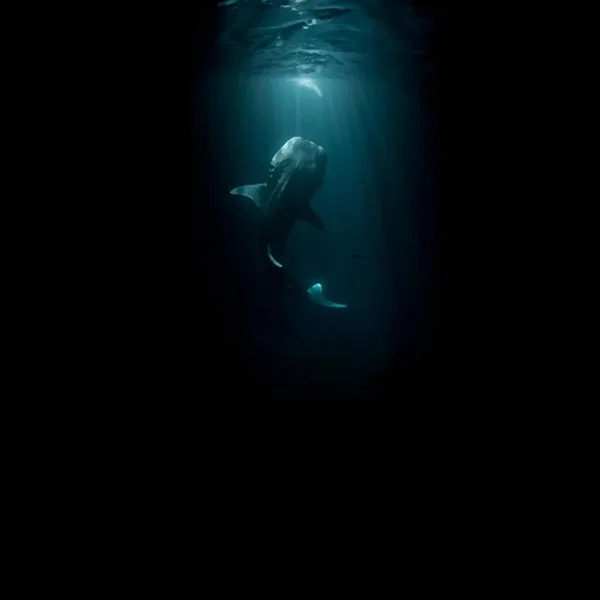 Spiritual Whales