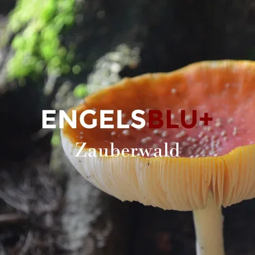 Zauberwald