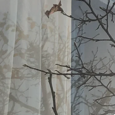 Fuyu no Kodachi (Im Winter gewachsener Baum)