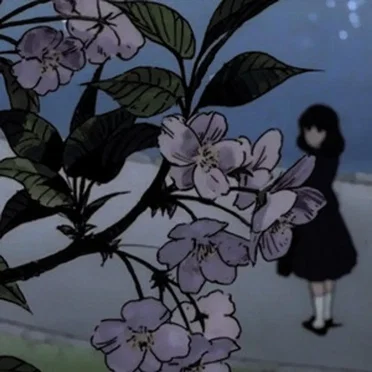 Cherry Blossoms