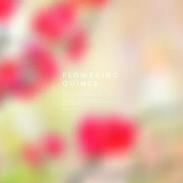 Flowering Quince