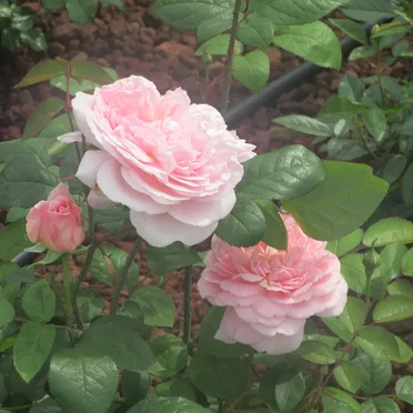 flowers for a girl from aomori