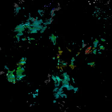 Experimentalist Three