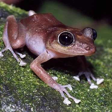 Eleutherodactylus cooki