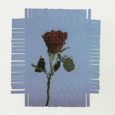 The rose