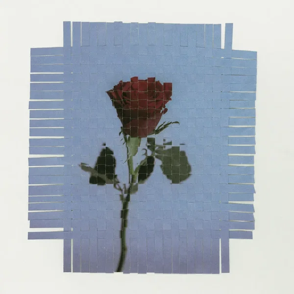 The rose