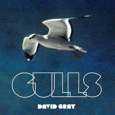 Gulls