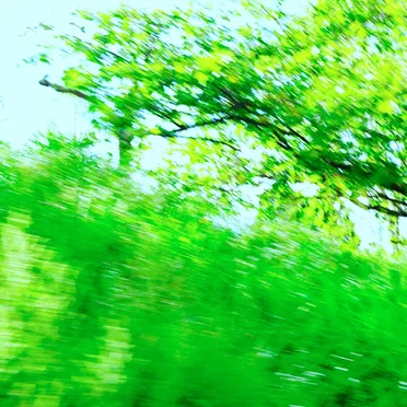 Forest by Masafumi Teruyama - album cover