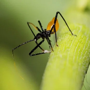 Complex mixture of catabolic enzymes, putative cytolytic/pore-forming proteins and putatively neurotoxic disulphide-rich peptides