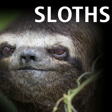 Song About Sloths