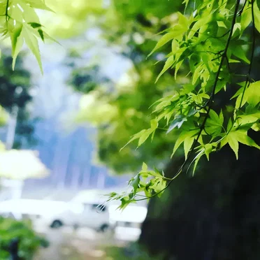 lost summer