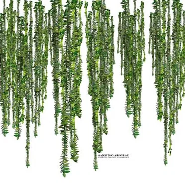 Albertino and Nora P