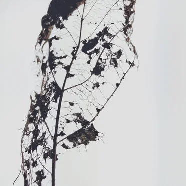 Autumn | Worn