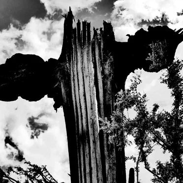 Function Collapse Live