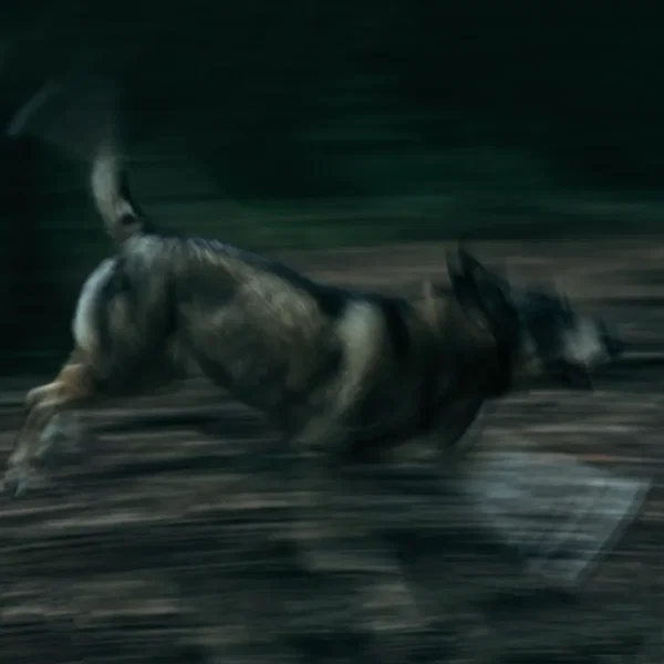 Dog Dream