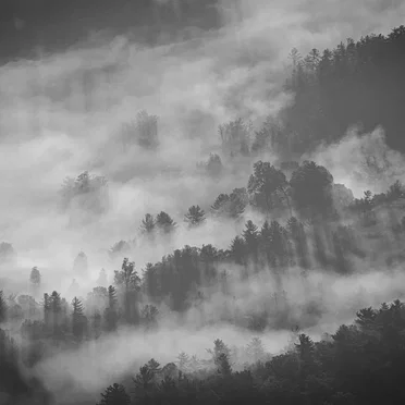 Forests Are Our Precious Friends That Love Us Unconditionally