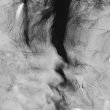 Liquid Forest