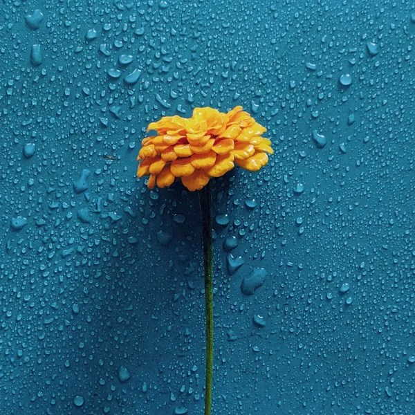 A Memory in the Rain