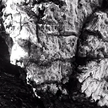Topography of a Tree