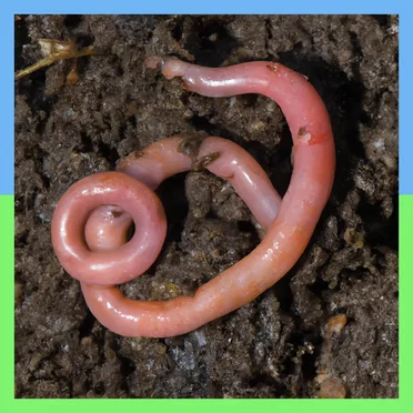 The Worm by Sweet Joey Vermouth - album cover
