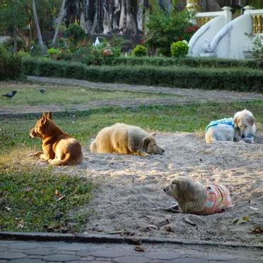 Morning and Other Times