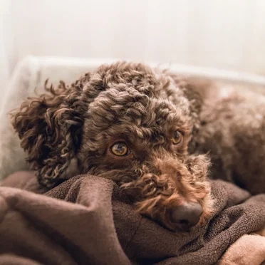 Lie Awake With Your Beloved Dog at Stake