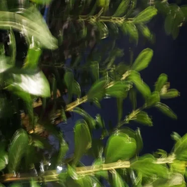 Resemble a Dream Rabbit, the doll chronicle (b)