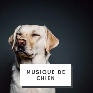 Musique De Chien by Musique de Chien - album cover