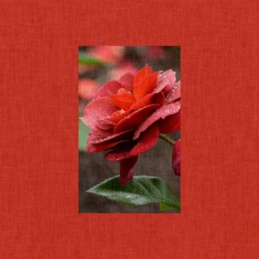 rosa