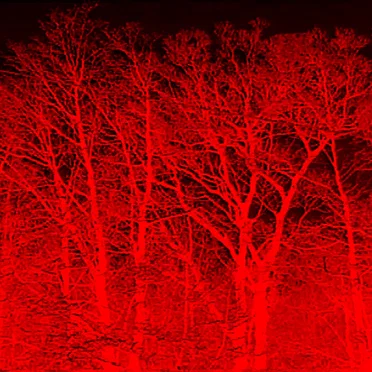 NIGHTFOREST (again)