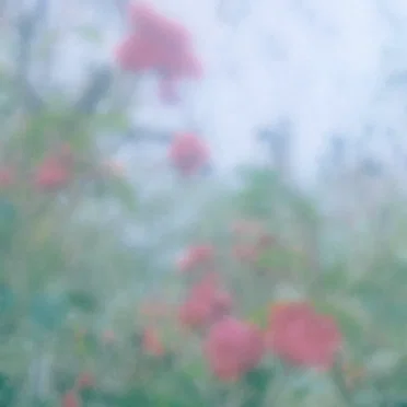 Memories Of The Lost Garden