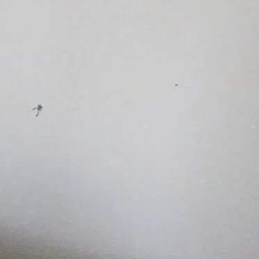 snake’s in the wall