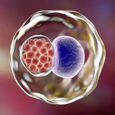 Chlamydia