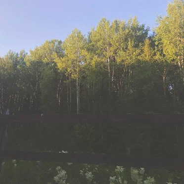 hidden backyards and old friends