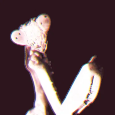 Disteria by Grimy Styles - album cover