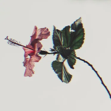 Wilted by threepool - album cover