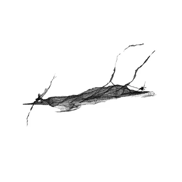 Liseré
