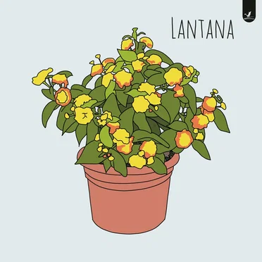 Lantana